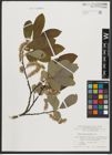Foto von Salix appendiculata Vill.